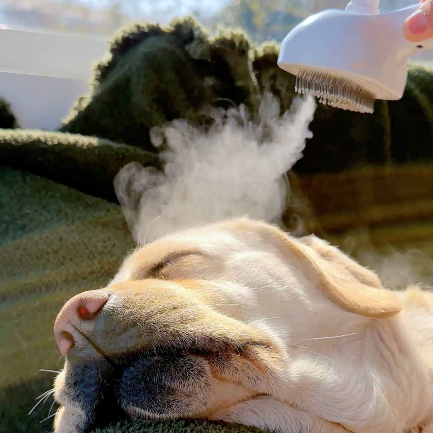 Pawjoy™ Steam Brush