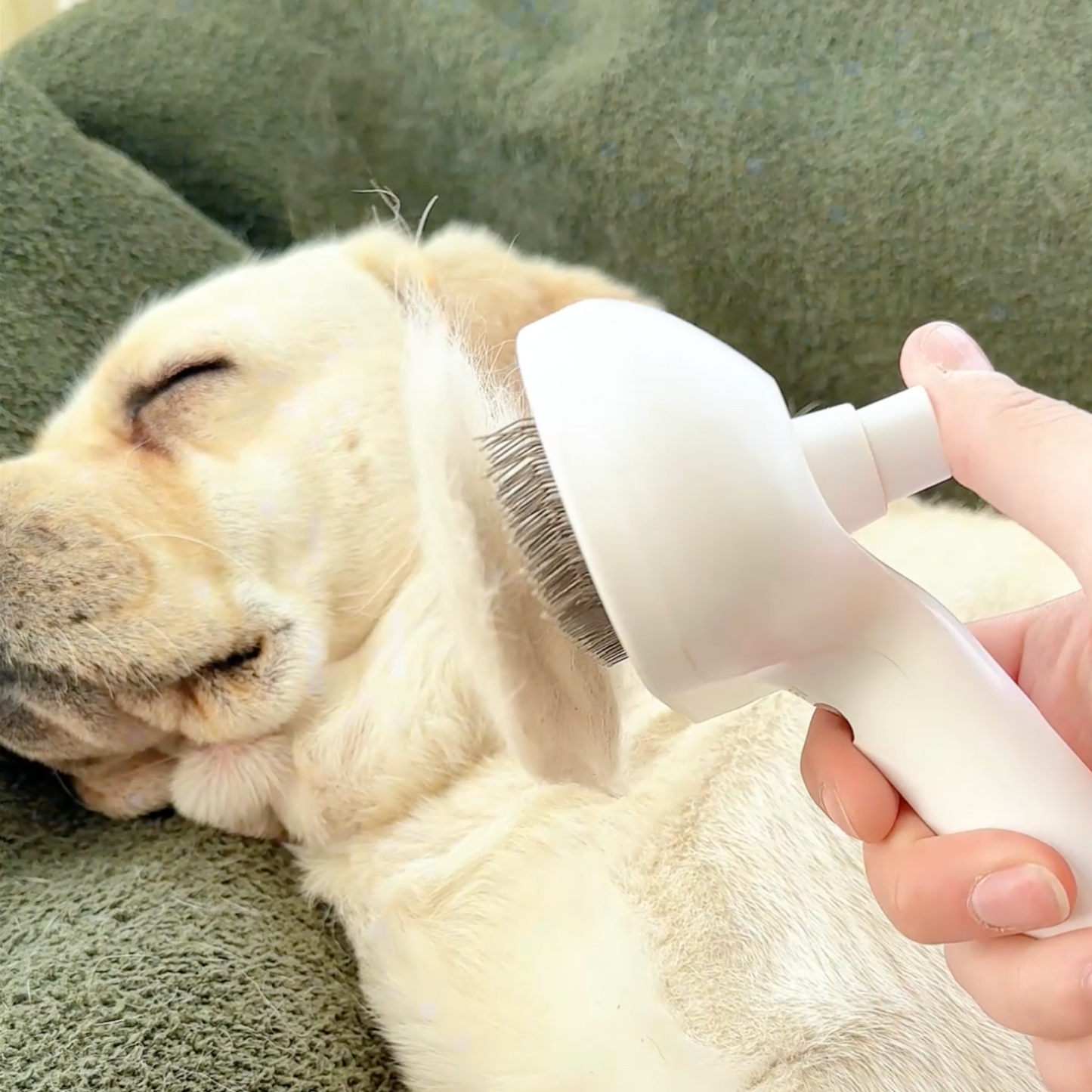 Pawjoy™ Steam Brush