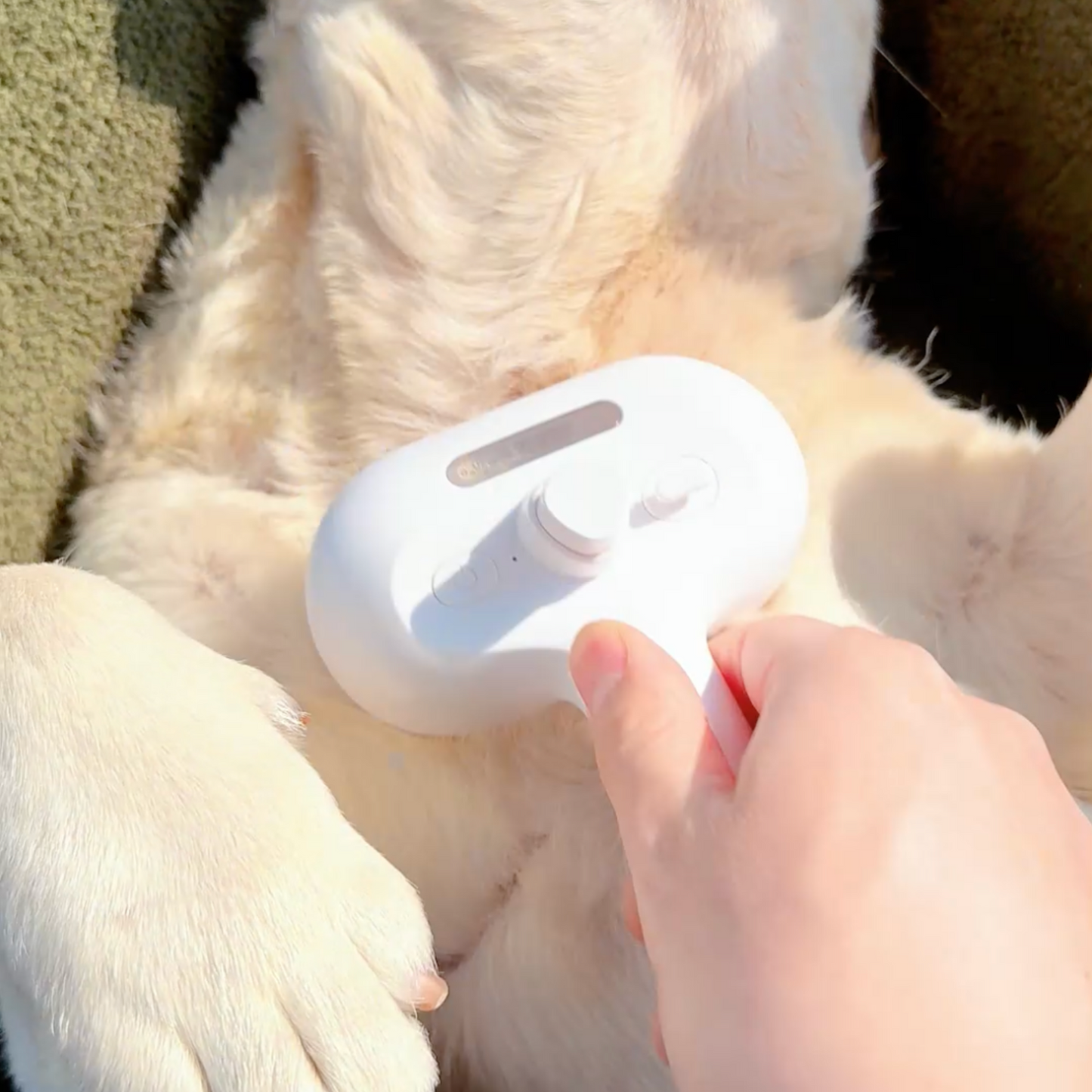Pawjoy™ Steam Brush